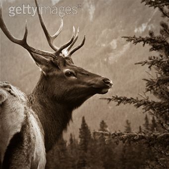 Deer from Getty Images