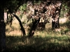 hill_country_deer4